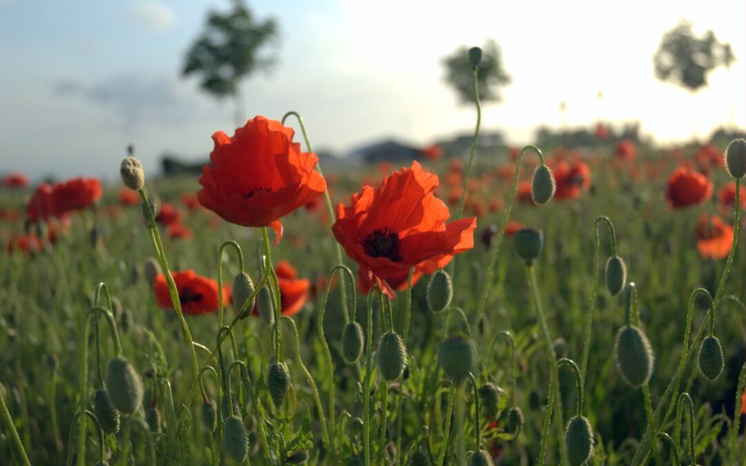 FREE CAR WASH ON REMEMBERANCE DAY